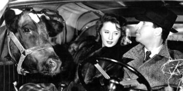 Only in the movies does a cow ingratiating herself upon a man and a woman signal to the audience that love is on the moo-ve. It happens here in 1940’s Remember the Night starring Barbara Stanwyck and Fred MacMurray.